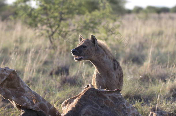 野生非洲斑点鬣狗的肖像