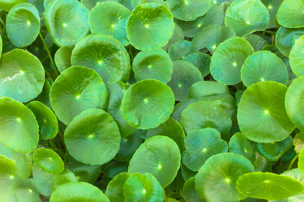亚洲 Pennywort 是一种植物，表明在治疗