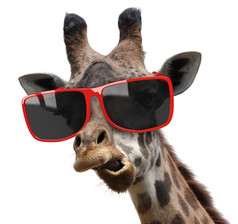 长颈鹿与现代时髦太阳镜的有趣时尚时尚肖像