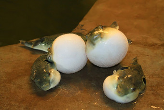 在水产养殖的理由，在中国的胃蓬松河豚鱼图片