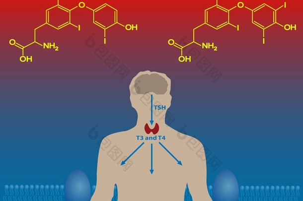 <strong>甲状腺</strong>激素