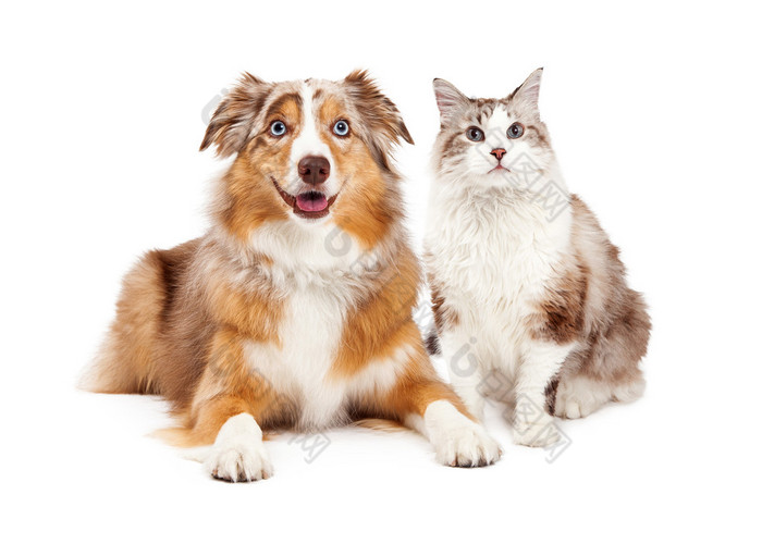 猫和狗快乐橘猫图片-包图网企业站