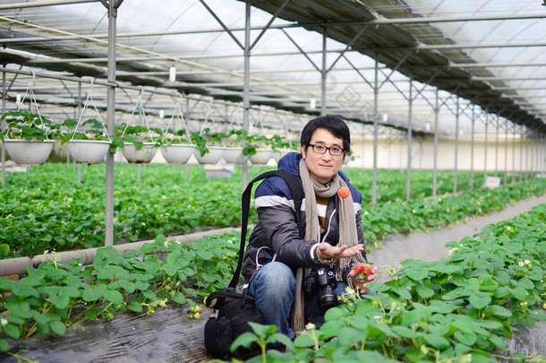 亚洲英俊旅游人新鲜草<strong>莓</strong>大棚，收获，身穿外套