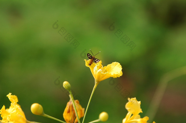 黄色花朵上的昆虫