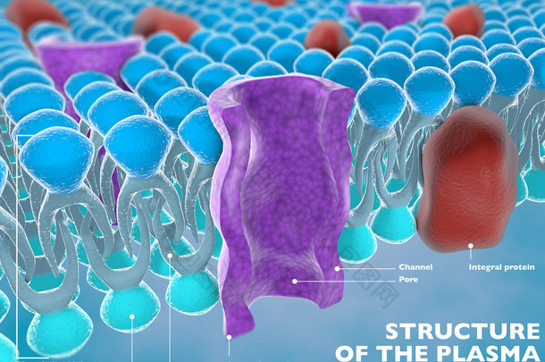 <strong>细胞</strong>的质膜的结构
