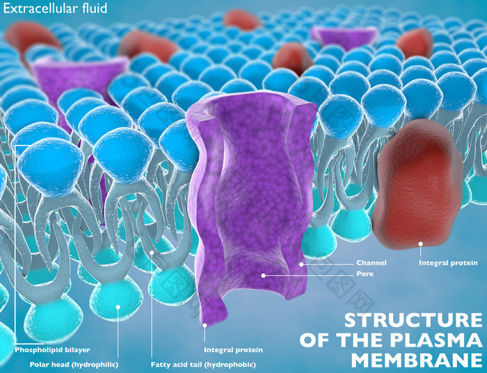 细胞的质膜的结构