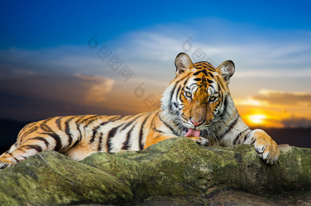 老虎看东西在岩石上着美丽的天空日落