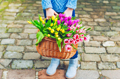 室外肖像的可爱小女孩的 7 岁走在老城区，抱着篮子的色彩艳丽的郁金香，穿着温暖的蓝色毛衣和围巾
