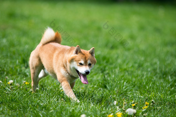  shiba inu 狗在草地上