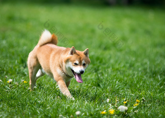  shiba inu 狗在草地上