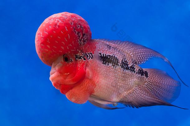 Flowerhorn 慈鲷鱼