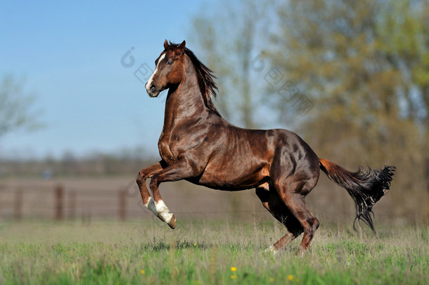 美丽匹棕色的<strong>马</strong>奔驰过田野