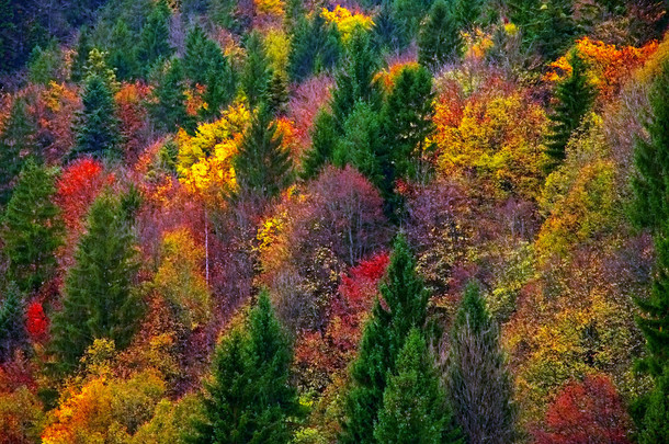 秋天的多彩森林
