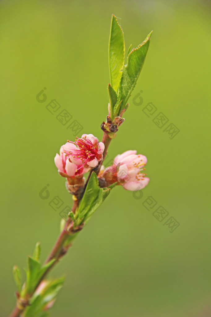 桃花开