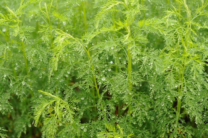 绿色青蒿 (蒿 Abrotanum) 植物