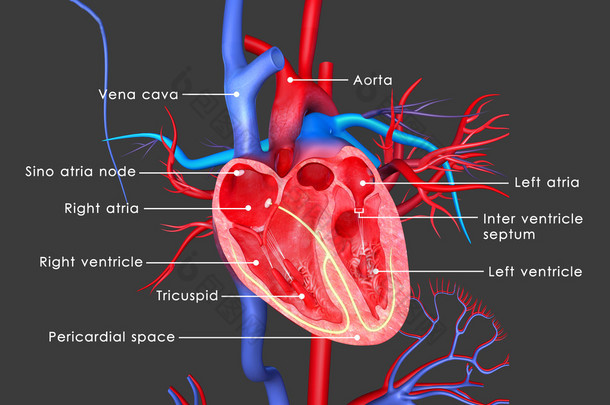 人的心脏解剖
