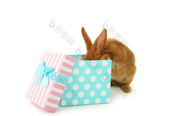 红色的大兔子在礼品盒