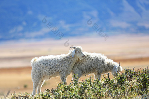 在巴塔哥尼亚草原放牧山羊