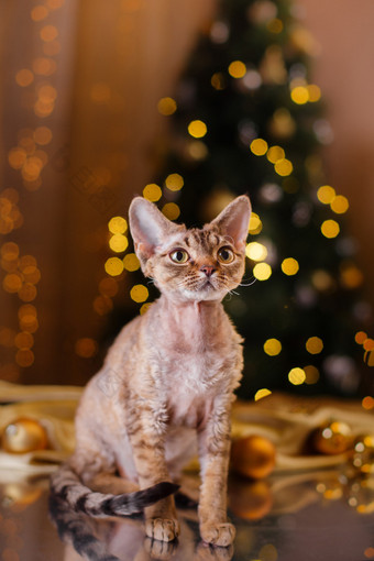 德文郡 Rex 猫，圣诞节和新年图片