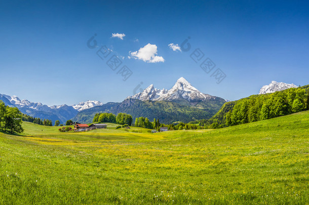 在阿尔卑斯山的<strong>田园</strong>夏日风景