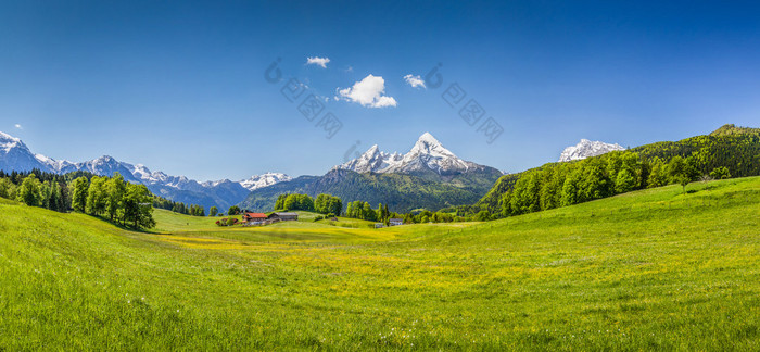 在阿尔卑斯山的田园夏日风景