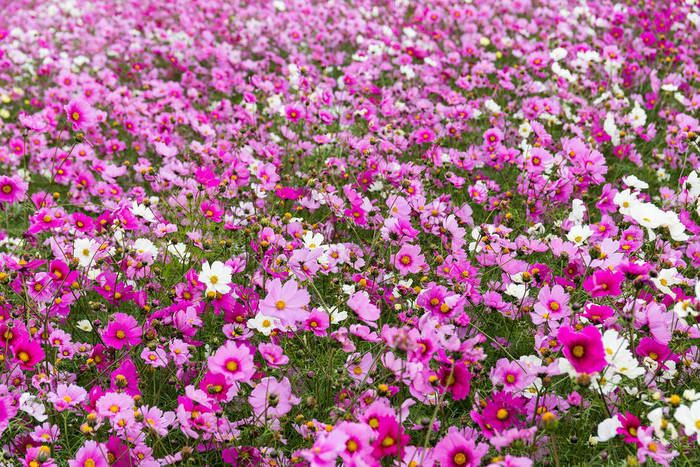 波斯菊花田花海