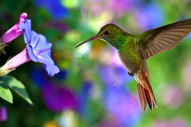 蜂鸟 (archilochus colubris) 在飞行在紫色花