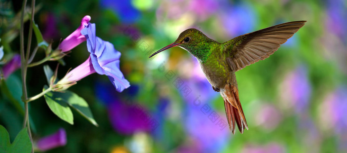 蜂鸟 (archilochus colubris) 在飞行在紫色花