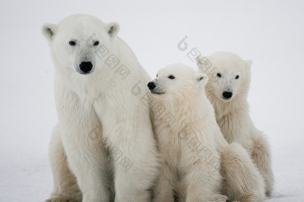 北极熊与小熊