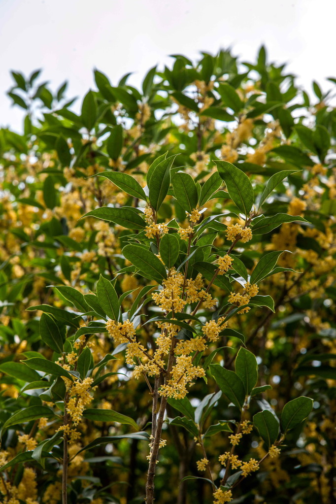 昆明世博会桂花香味