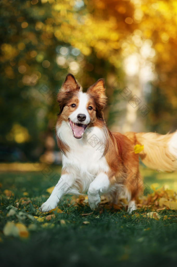 年轻的边境牧羊犬玩树叶在秋天