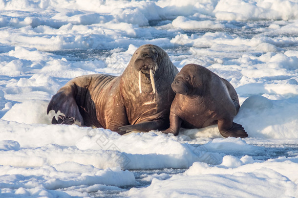 对夫妇的海象在冰雪北极、 <strong>斯</strong>匹次卑尔根