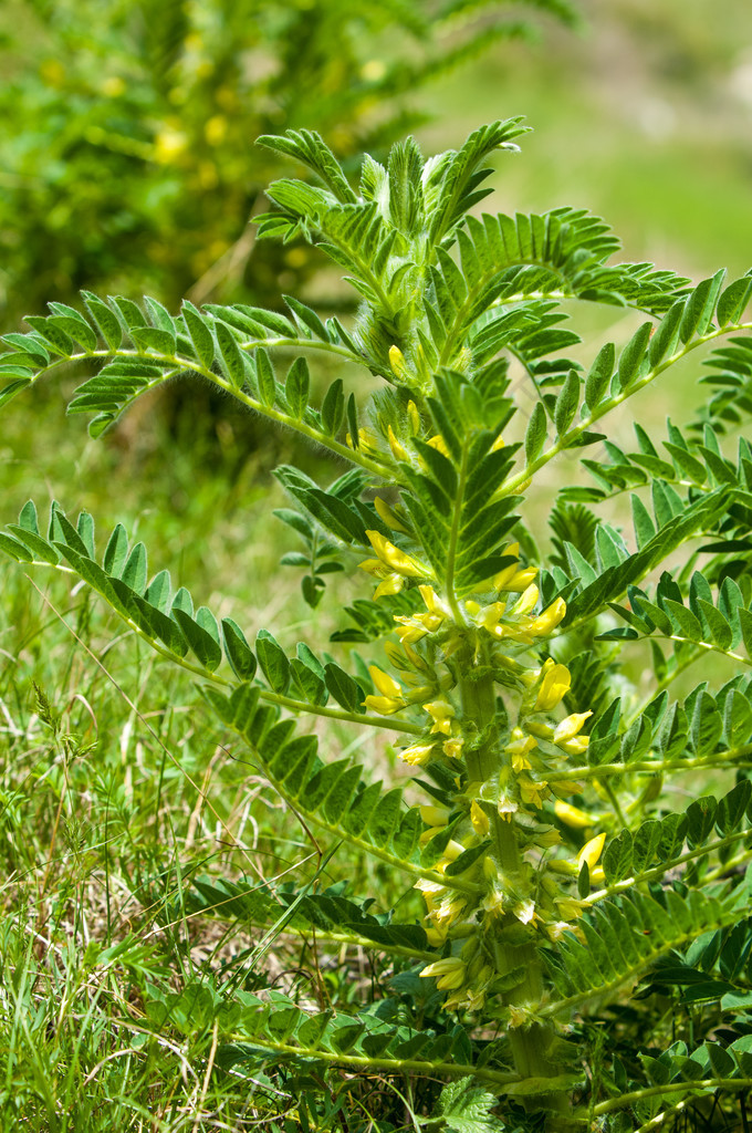 黄芪。黄芪。山羊的刺。藤本状。黄芪筛