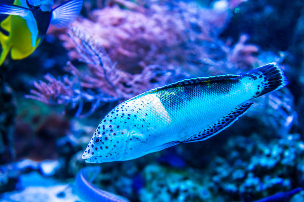 在水族馆中五颜六色的鱼