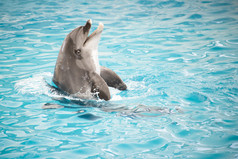 海豚在水中游泳