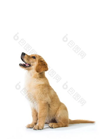 黄金猎犬狗坐在地板上，隔离图片