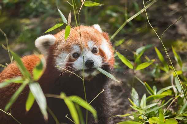 小小的可爱的<strong>红色熊猫</strong>吃竹子