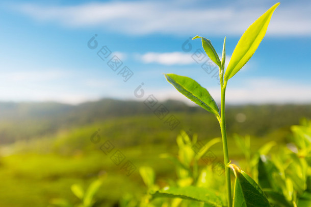 茶花中华茶