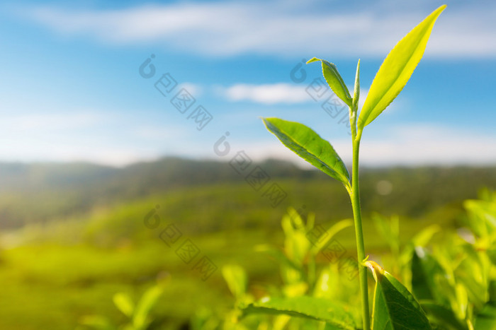 茶花中华茶