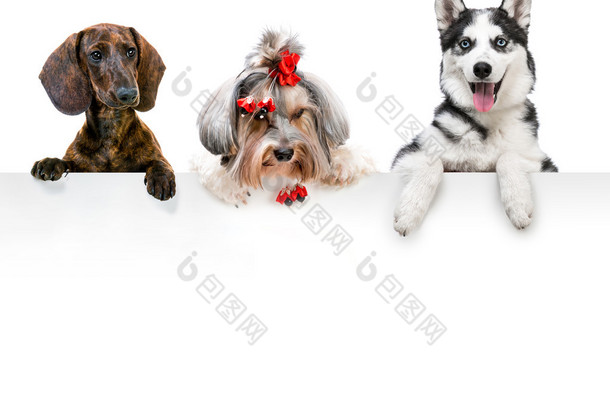 不同品种的狗的画像