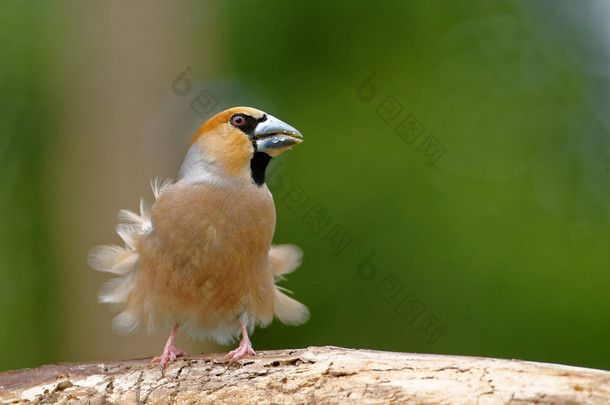 Hawfinch 与吹羽毛