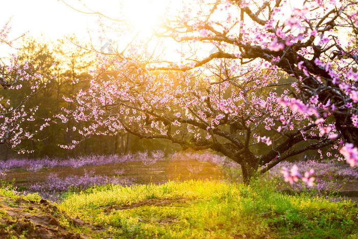 桃花和阳光的绿草