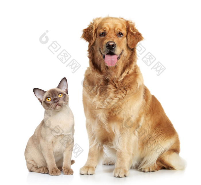 猫狗高清图片下载-猫狗图片-猫狗素材-包图网企业站