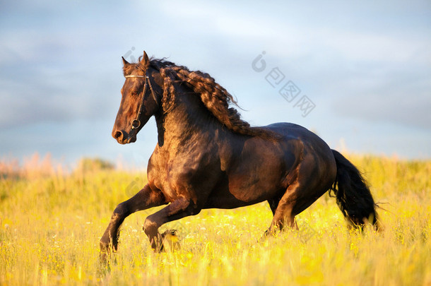 黑 friesian <strong>马</strong>跑驰骋在字段中