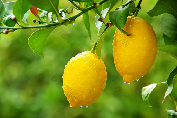 挂在<strong>树</strong>上的黄色柠檬