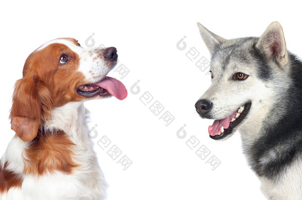 两只不同品种的狗