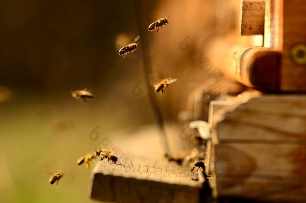Bee´s in front of a stock