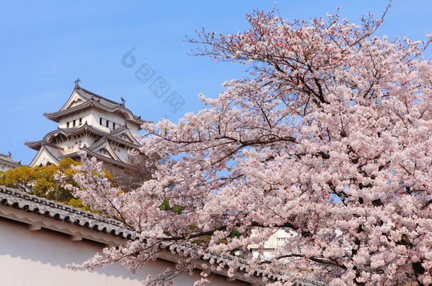 粉红色的<strong>樱花</strong>花卉与日本城堡