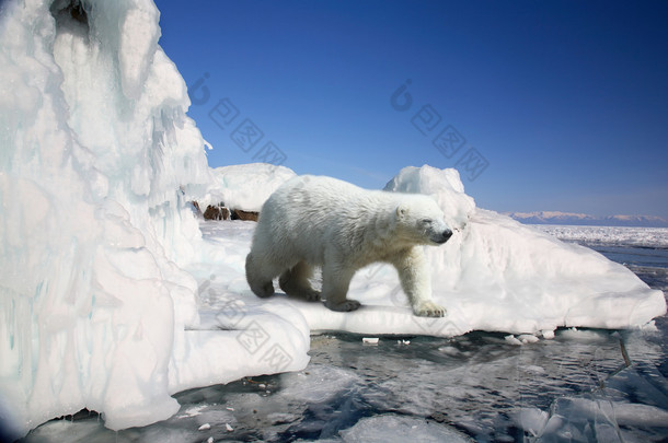 北极熊站在<strong>冰块</strong>上