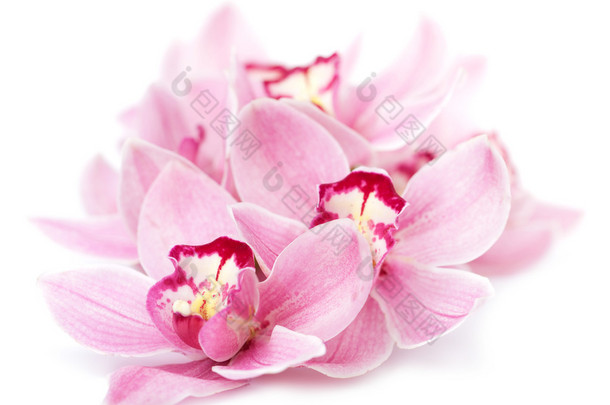 粉色的兰花花隔离